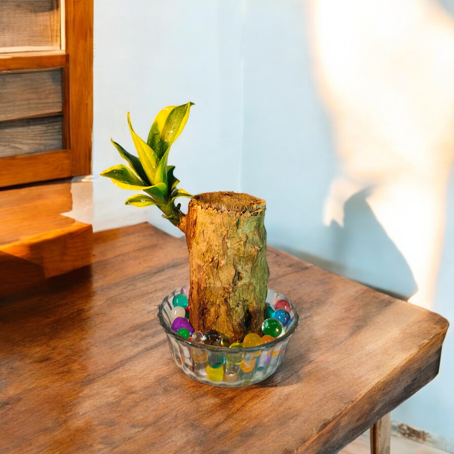 Brazilian Wood Live Plant (Dracaena Fragrans)